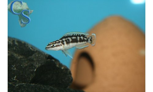 Julidochromis ornatus kapampa